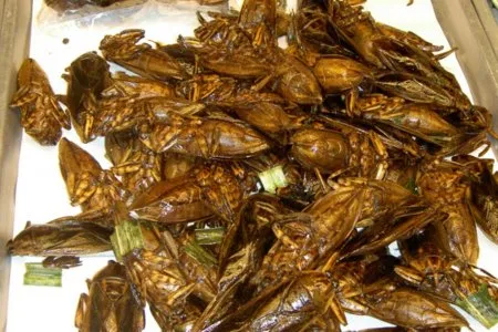 fried cockroaches